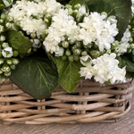 Kalanchoe Bell in a Square Basket RTfact Flowers 
