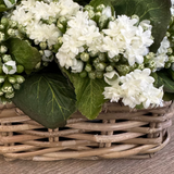 Kalanchoe Bell in a Square Basket RTfact Flowers 