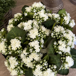 Kalanchoe Bell in a Square Basket RTfact Flowers 