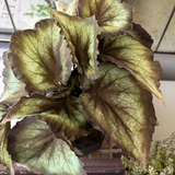 Begonia Bush and Mini Plant in a Metal Ridged Vase RTfact Flowers 