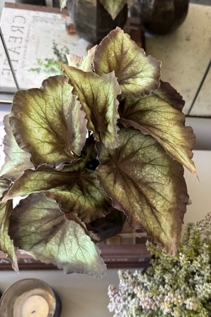 Begonia Bush and Mini Plant in a Metal Ridged Vase RTfact Flowers 