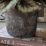 Begonia Bush in a Dark Grey Concrete Pot RTfact Flowers 