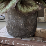 Begonia Bush in a Dark Grey Concrete Pot RTfact Flowers 