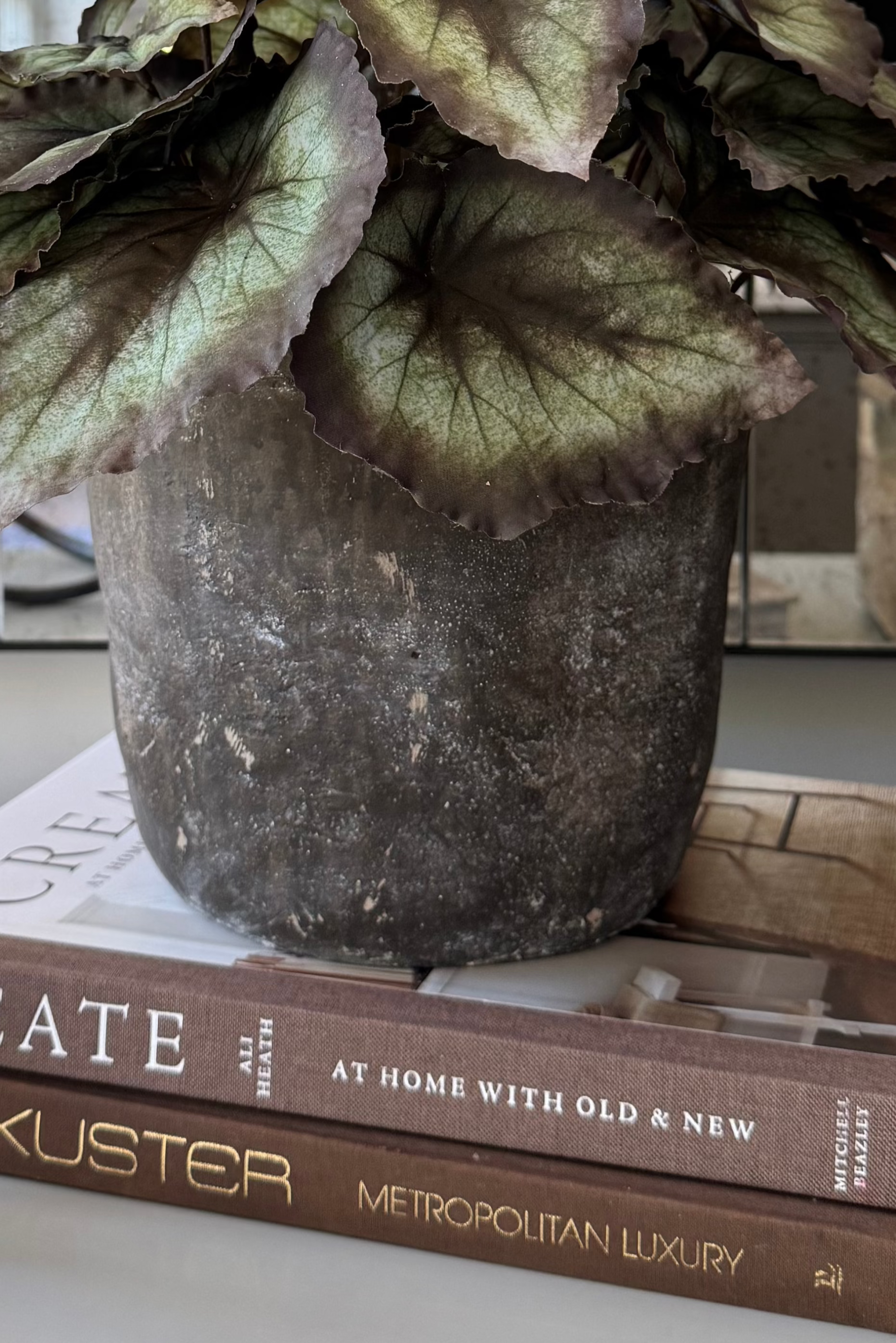 Begonia Bush in a Dark Grey Concrete Pot RTfact Flowers 