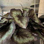 Begonia Bush in a Dark Grey Concrete Pot RTfact Flowers 