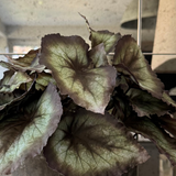 Begonia Bush in a Dark Grey Concrete Pot RTfact Flowers 