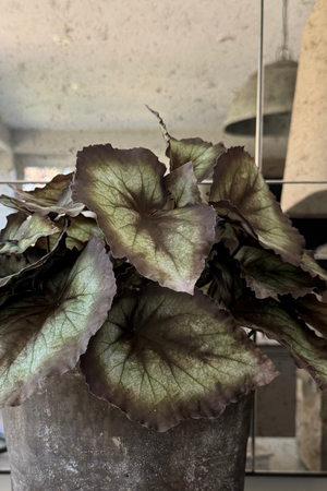 Begonia Bush in a Dark Grey Concrete Pot