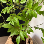 Leaf Spray Bush in a Soft Woven Basket RTfact Flowers 