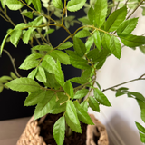 Leaf Spray Bush in a Soft Woven Basket RTfact Flowers 