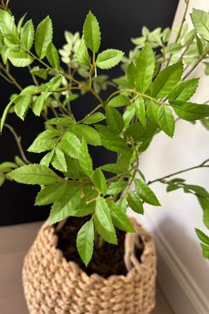 Leaf Spray Bush in a Soft Woven Basket