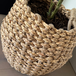 Leaf Spray Bush in a Soft Woven Basket RTfact Flowers 