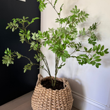 Leaf Spray Bush in a Soft Woven Basket RTfact Flowers 