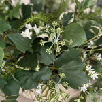 Ivy, Angelica and Astrantia in a Sandstone Coloured Bowl RTfact Flowers 