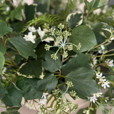 Ivy, Angelica and Astrantia in a Sandstone Coloured Bowl RTfact Flowers 