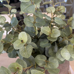 Eucalyptus in a Dark Brown Clay Pot RTfact Flowers 