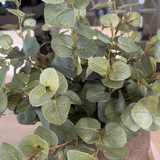 Eucalyptus in a Dark Brown Clay Pot RTfact Flowers 