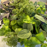 Mixed Herbs in a Terracotta Bowl RTfact Flowers 