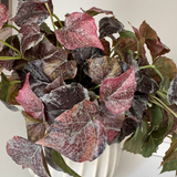 Ivy Spray in a Glazed Cream Vase RTfact Flowers 