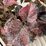 Ivy Spray in a Glazed Cream Vase RTfact Flowers 