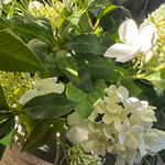 Bucida, Hydrangea Spray and Queen Anne's Lace in a Light Mocha Bowl RTfact Flowers 