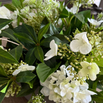 Bucida, Hydrangea Spray and Queen Anne's Lace in a Light Mocha Bowl RTfact Flowers 