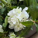 Bucida, Hydrangea Spray and Queen Anne's Lace in a Light Mocha Bowl RTfact Flowers 