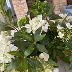 Bucida, Hydrangea Spray and Viburnum in a Light Grey Terracotta Vase RTfact Flowers 
