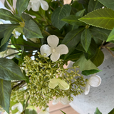 Bucida, Hydrangea Spray and Viburnum in a Light Grey Terracotta Vase RTfact Flowers 