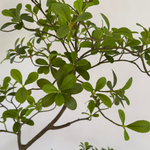 Asymmetrical Dodan Tree (150cm) RTfact Flowers 