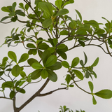 Asymmetrical Dodan Tree (150cm) RTfact Flowers 