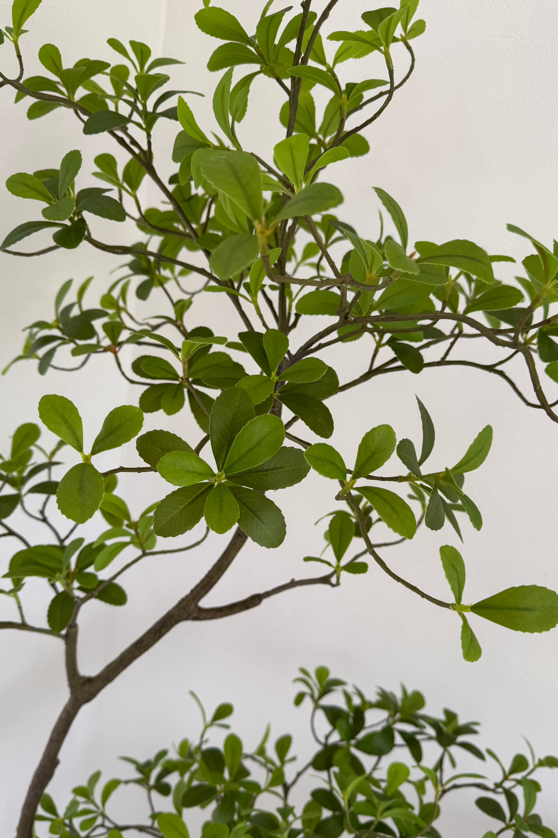 Asymmetrical Dodan Tree (150cm) RTfact Flowers 
