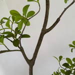 Asymmetrical Dodan Tree (150cm) RTfact Flowers 