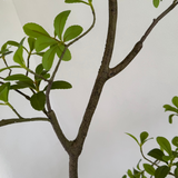 Asymmetrical Dodan Tree (150cm) RTfact Flowers 