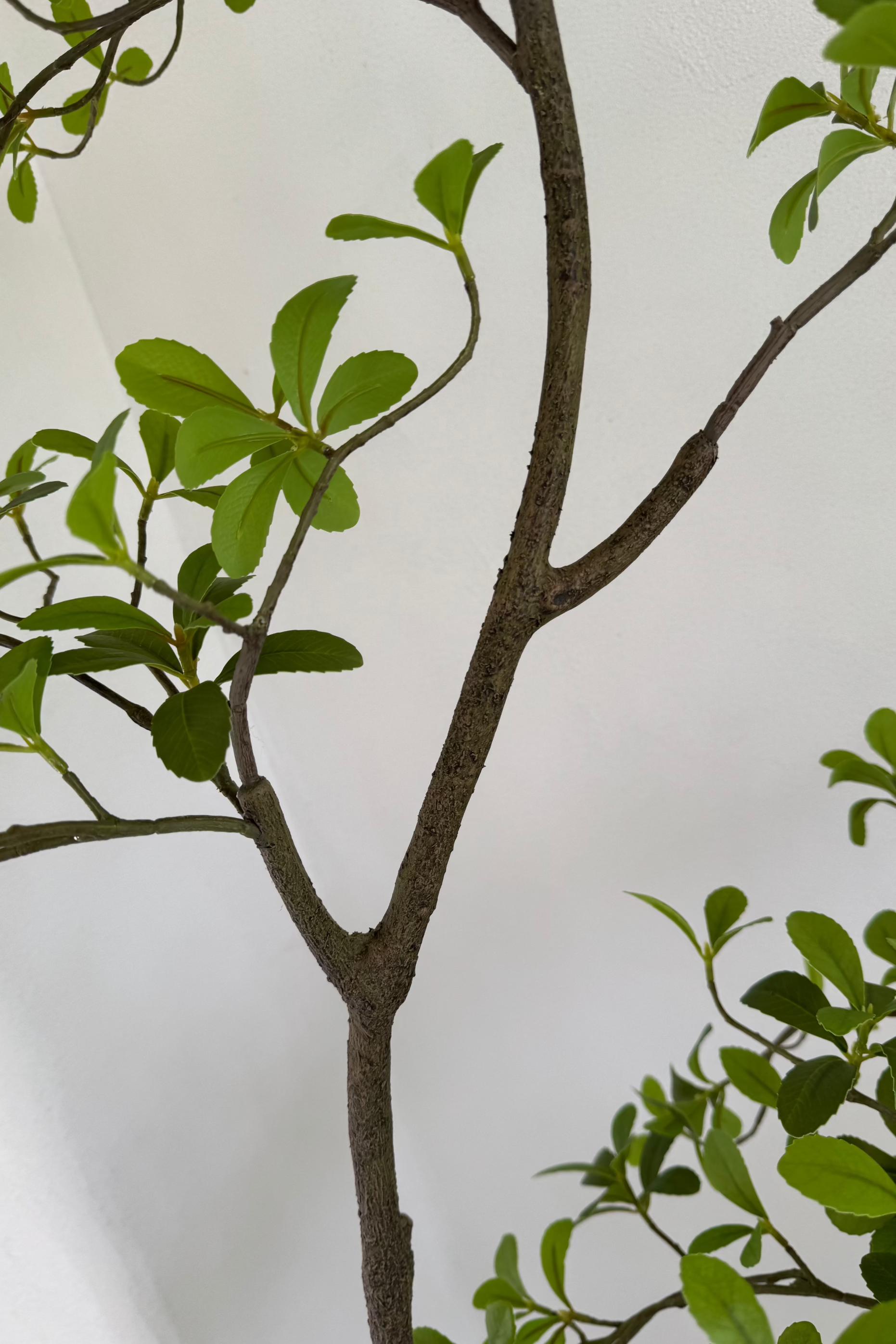 Asymmetrical Dodan Tree (150cm) RTfact Flowers 
