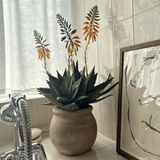 Red Hot Poker in a Terracotta Pot
