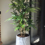 Artificial Bamboo Tree (Phyllostachys) RTfact Flowers 