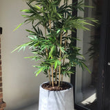 Artificial Bamboo Tree (Phyllostachys) RTfact Flowers 