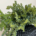 Mini Plant in a Dimpled Black Vase RTfact Flowers 