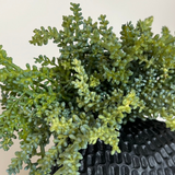 Mini Plant in a Dimpled Black Vase RTfact Flowers 