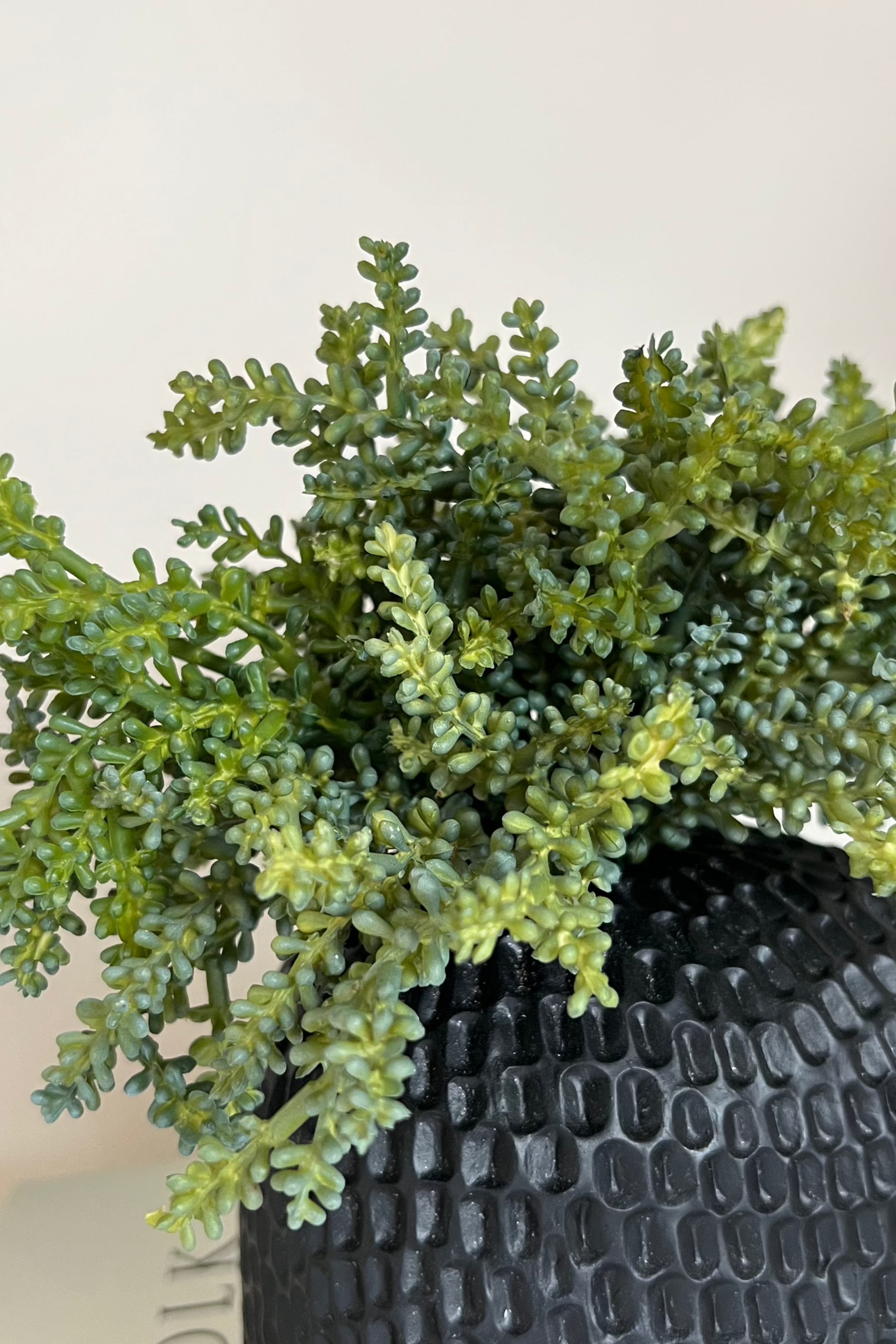Mini Plant in a Dimpled Black Vase RTfact Flowers 
