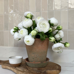 Ranunculus in an Antique Terracotta Pot RTfact Flowers 