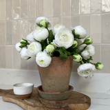 Ranunculus in an Antique Terracotta Pot RTfact Flowers 