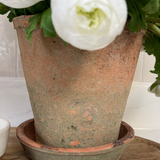 Ranunculus in an Antique Terracotta Pot RTfact Flowers 