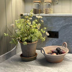 Astrantia and Sea Kale in an Antique Terracotta Pot RTfact Flowers 