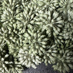 Angelica in a Dark Grey Mottled Stone Bowl RTfact Flowers 