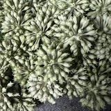Angelica in a Dark Grey Mottled Stone Bowl RTfact Flowers 