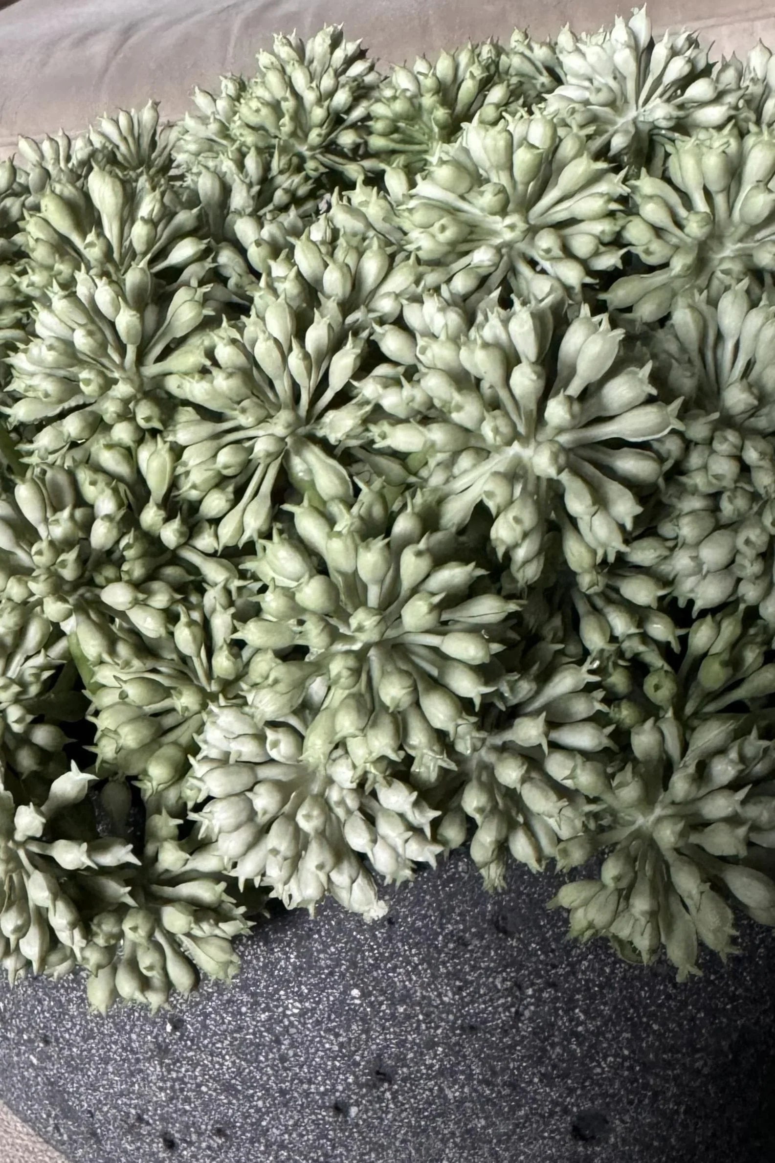 Angelica in a Dark Grey Mottled Stone Bowl RTfact Flowers 