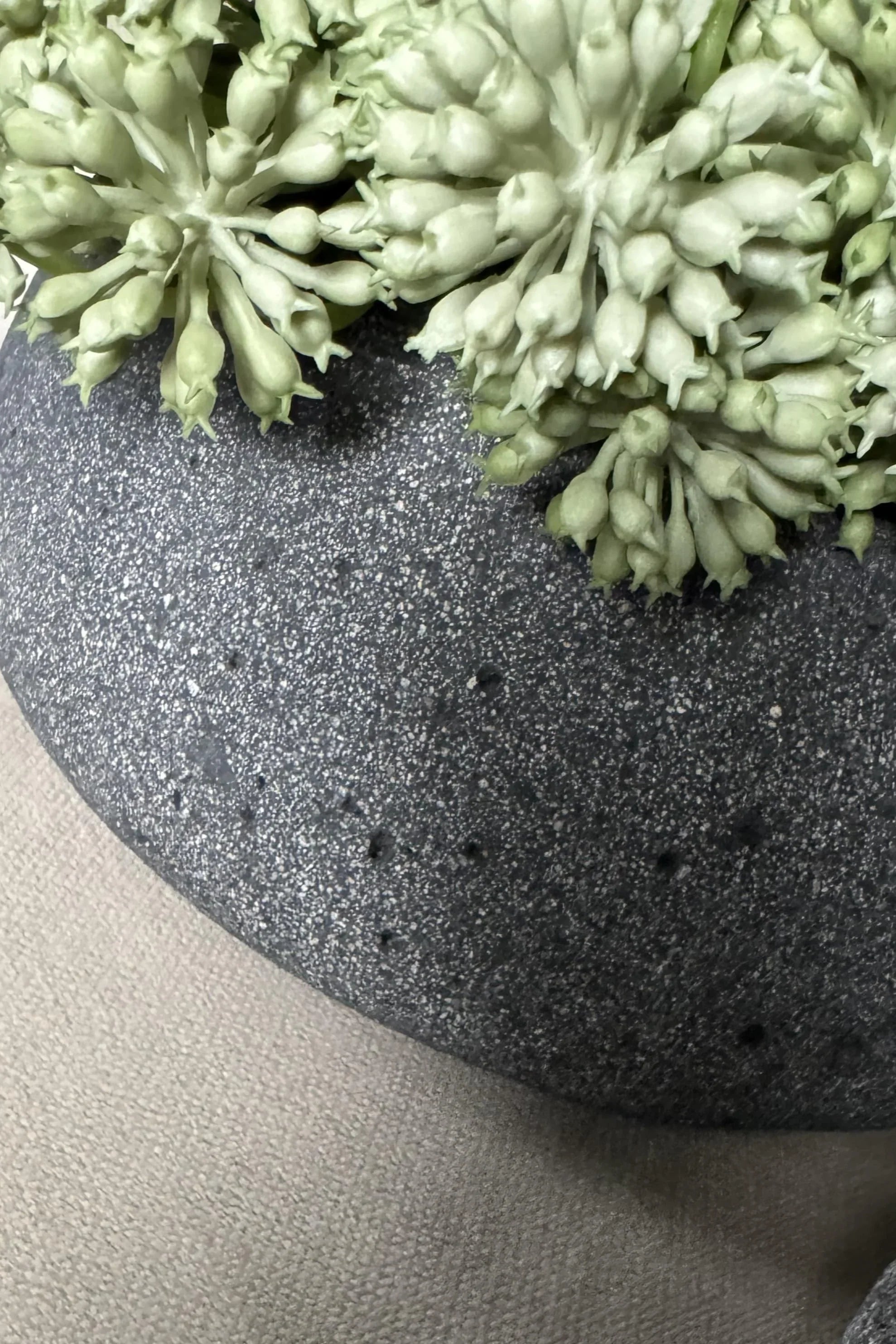 Angelica in a Dark Grey Mottled Stone Bowl RTfact Flowers 