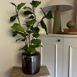 Fiddle Branch in a Metal Pewter Pot