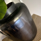 Fiddle Branch in a Metal Pewter Pot